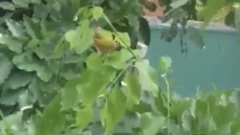 Little Bird On Branch