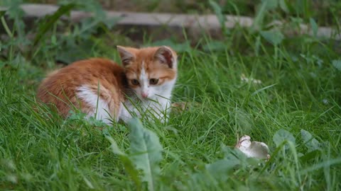 A Pet Kitten Resting And Trying To Catch Insect In The Grass