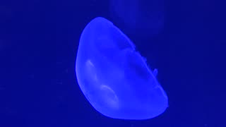 Jellyfish