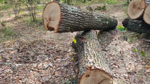 Big firewood with chips in the forest