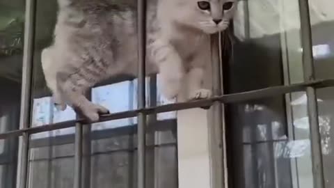 Beoutyfull Cat walk on walls
