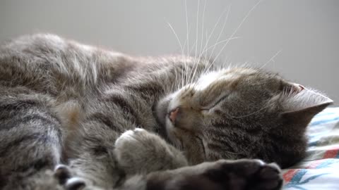 Cute Animals - So Cute Sleepy Cats 🥰