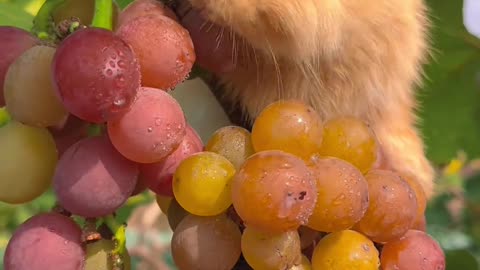 The little bunny nibbles on grapes.