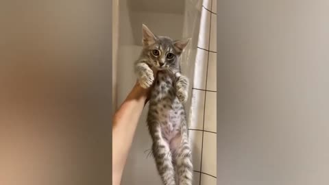 Cat got scolded by her owner and she took it seriously | Animal Mode