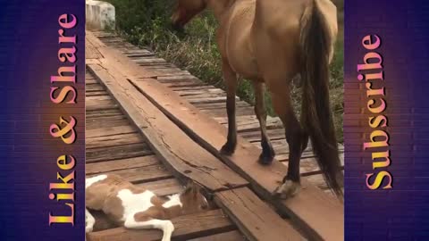 This baby horse was stuck on a bridge until a guy come along and refused to leave him there