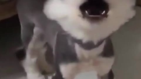 Funny puppy complains about the excessive haircut