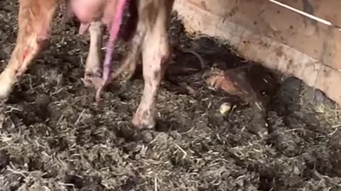 Calf’s first 30 seconds of life