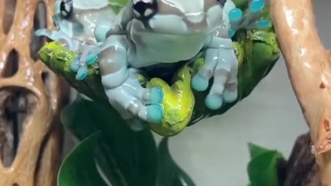 Amazon milk frog