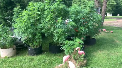 Marijuana grow 7/08/24 mid Michigan 30 gallon containers
