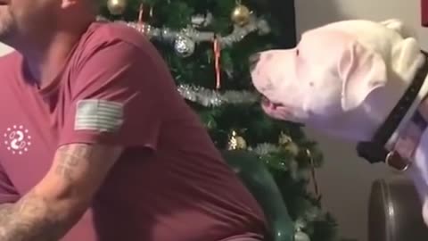 Dog Demands All the Attention No Matter What