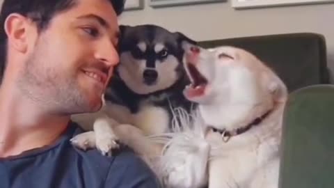 When your dog is more funnier than you • funny dog video