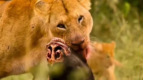 HUNGRY LION HAVING HIS TASTY MEAL 🥘