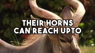 😲🐂😱 Top 3 Animals With The Biggest Horns