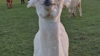 Alpaca Targets You For A Full Investigation