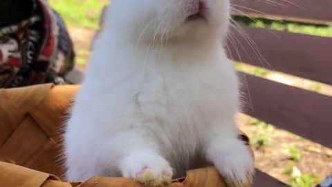 Cute little brother rabbit