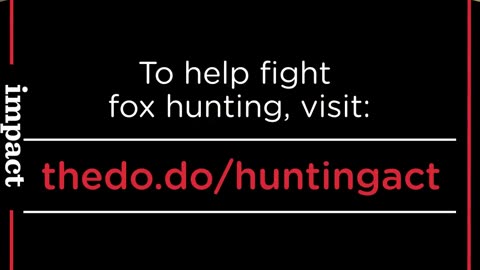 Fox Hunt Saboteurs Risk Lives To Save Foxes from Painful Deaths [ADULT LANGUAGE] | The Dodo