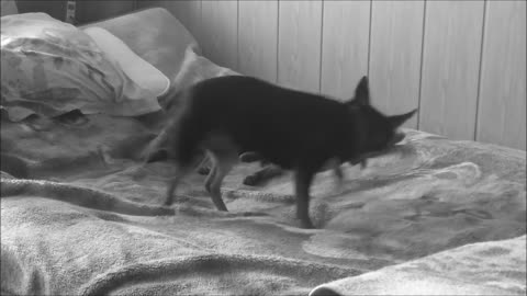 Funny Cat vs Dog | Fight on the bed