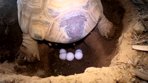 Tortoise Laying Eggs-16