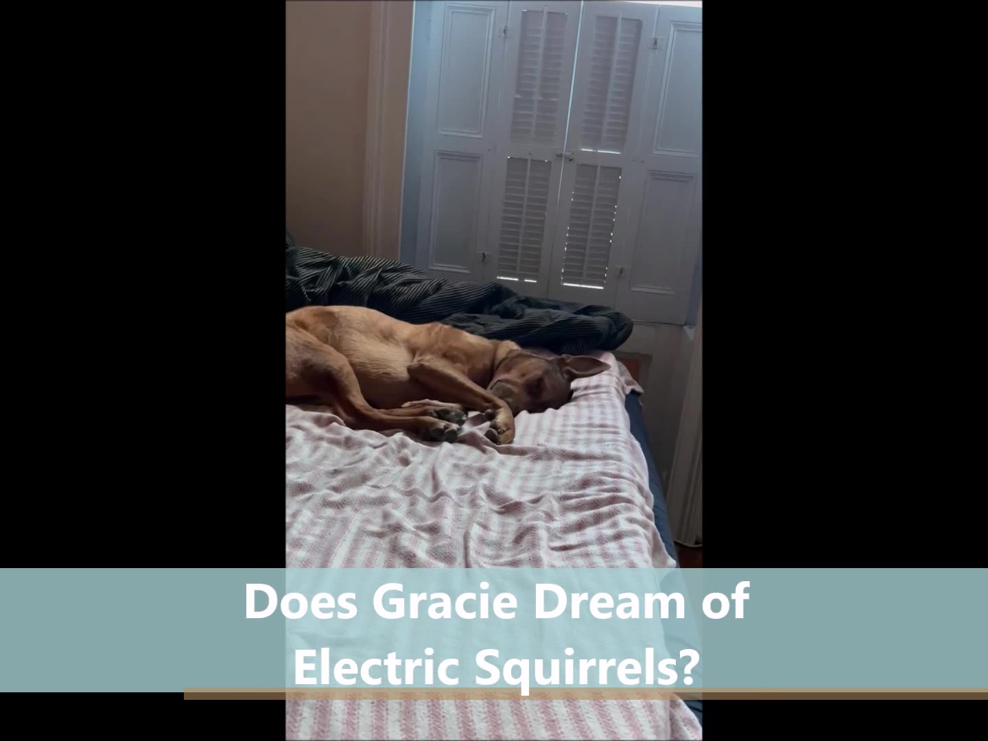 Does Gracie Dream of Electric Sheep?