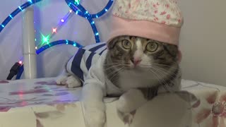 This Funny Cat Takes His Cap off