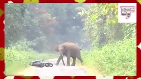 Elephant 🐘 Funny moments in india