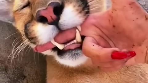 Big Cat Mouthing Affection!