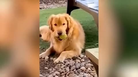 Funniest Animals 2023 😂 Funny Cats and Dogs 😺🐶 Funny Animal Videos #1