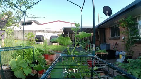 timelapse of cucumber in a bag on patio growing up through shelf