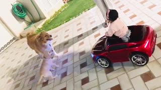 Child in Toy Car Doesn't Want Dogs to Fight