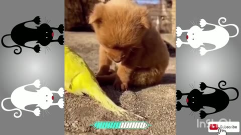 Funny animals, cute animals, funny pets, cute pets, viral video,4k, hilarious
