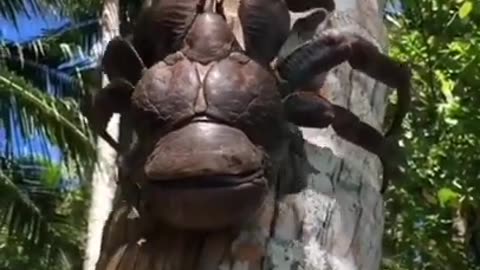 Never Seen Before Coconut Crab #shorts #viral #shortsvideo #video