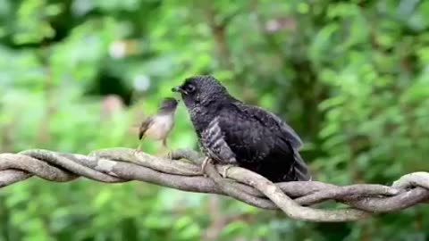 good video for artistic birds#lovly birds