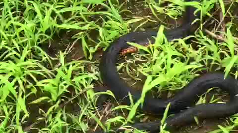 Black Snake hiding between the grass