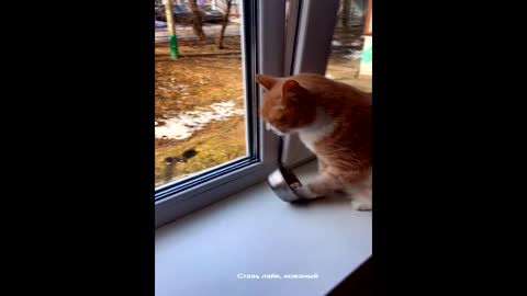 The cat saw other cats and asks to go outside