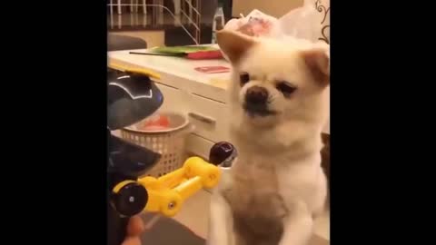 funny video animals