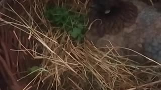 Fiona the hen is sitting in a basket