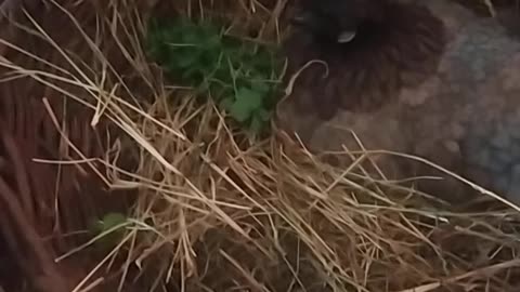 Fiona the hen is sitting in a basket