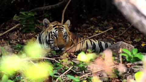 Tadoba Taigar Reserve / National Park / Wildlife Sanctuary / Jungle Safari / Maharashtra