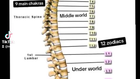 THE CHAKRAS WITHIN YOUR SPINE
