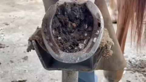 Stuck in the Mud #farrier #horse #satisfying #texas #asmrvideo #cleaning