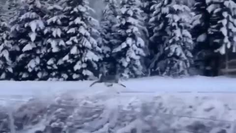 RUNNING DEER IN ROAD OF ICE