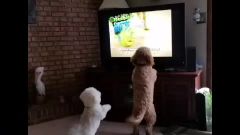 Puppies bark at other dogs on TV