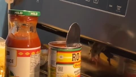 Mouse Gets Caught Stealing Food