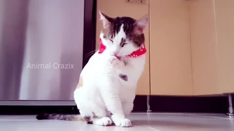 Cute Cat Video 🐯 Animal Crazix