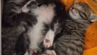 Kittens Enjoy Their Nap! 😃