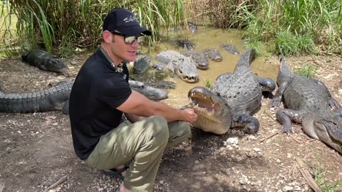 HUGE TRAINED ALLIGATORS - know their names and come when called!