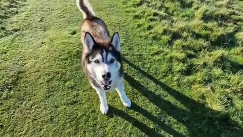 Huskies Night Time Habit is Very Very Strange!