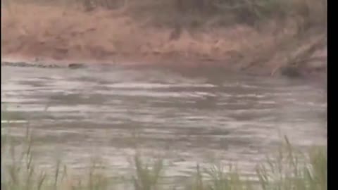 lion crossing river unaware of crocodiles watching him