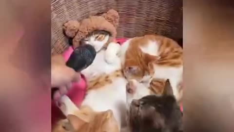 Funny cute cat competition