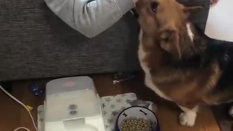 dog guarding food